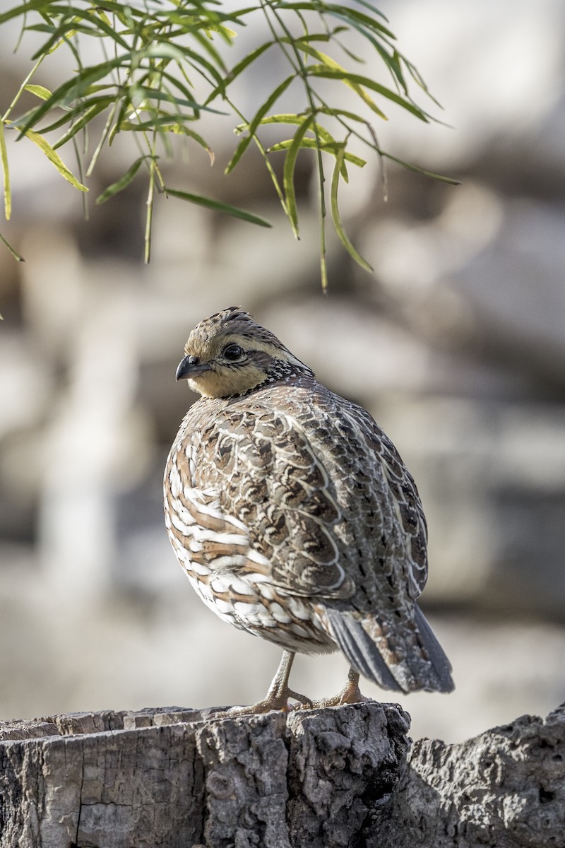 Colino della Virginia - ML626971660