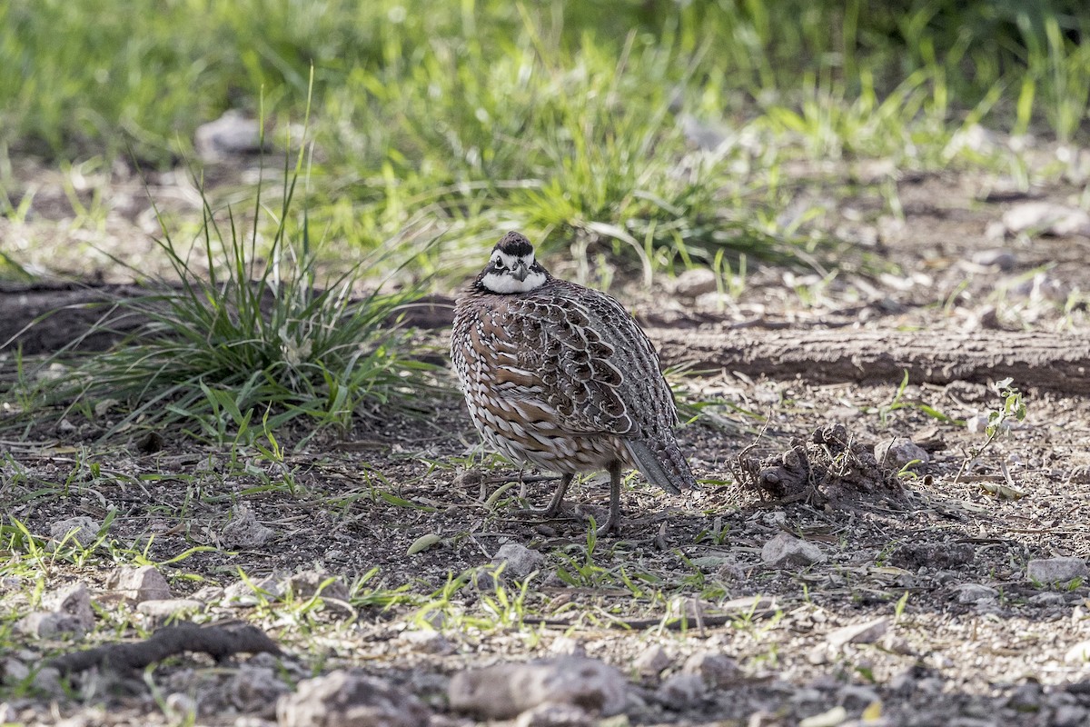 Colino della Virginia - ML626971661