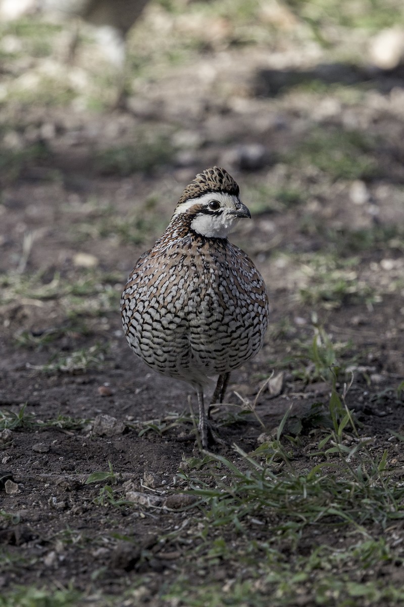 Colino della Virginia - ML626971662