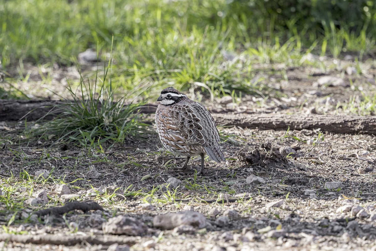 Colino della Virginia - ML626971663