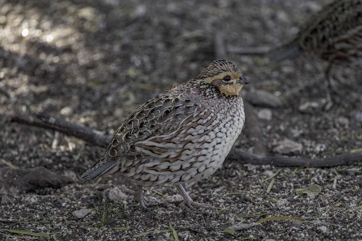 Colino della Virginia - ML626971664