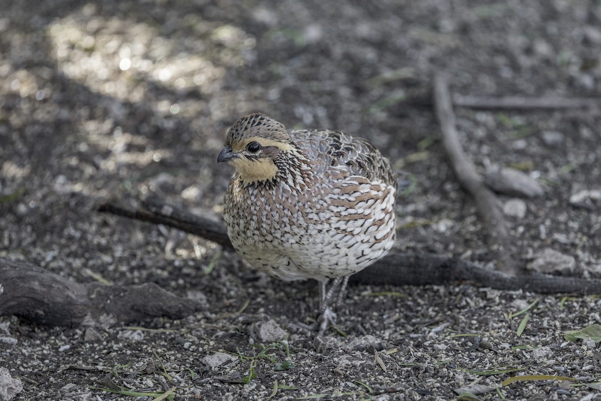 Colino della Virginia - ML626971666