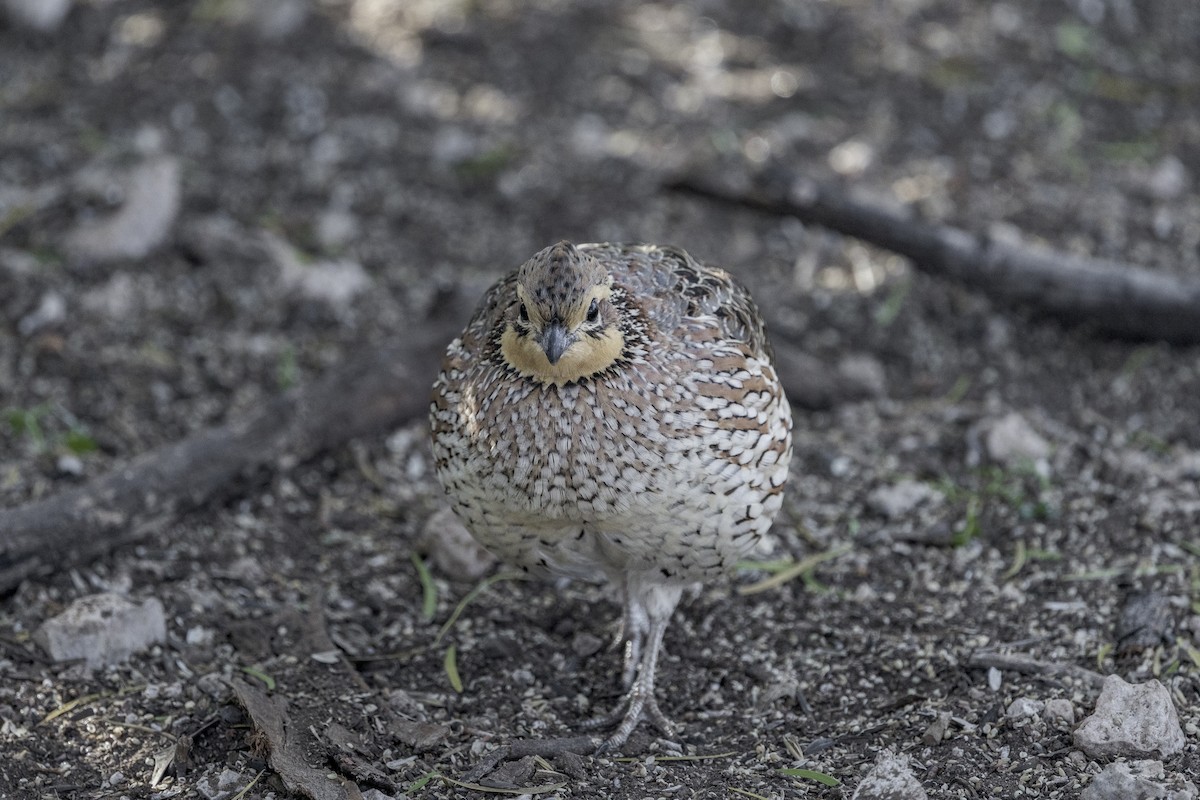 Colino della Virginia - ML626971667
