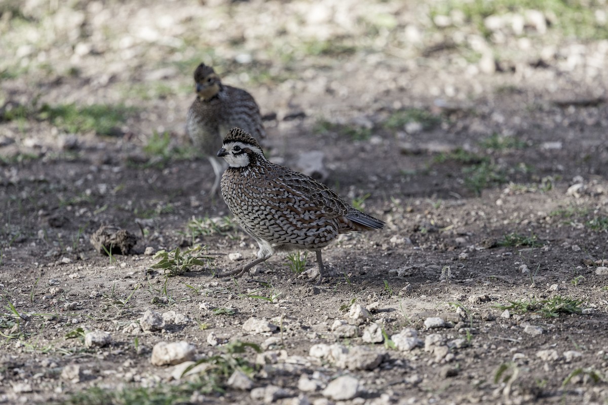 Colino della Virginia - ML626971669