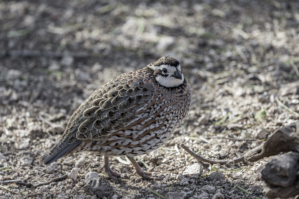 Colino della Virginia - ML626971670