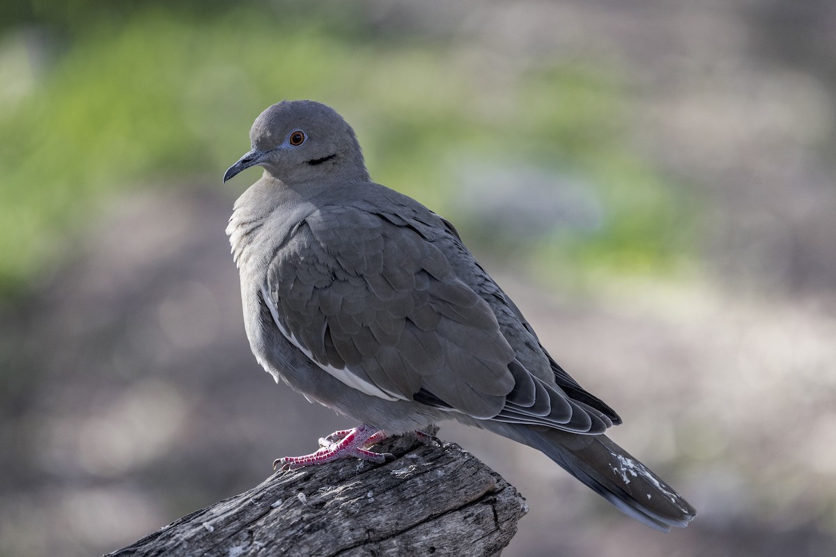 White-winged Dove - ML626971676