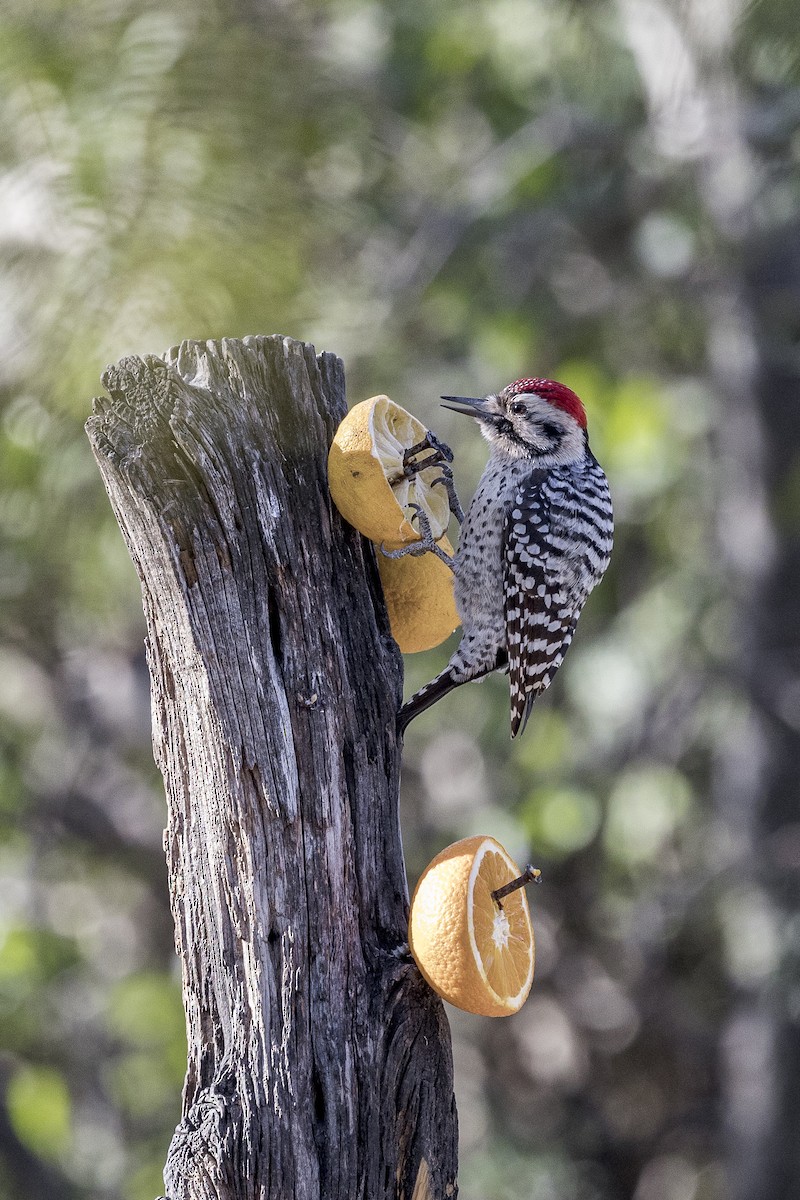 Ladder-backed Woodpecker - ML626971683