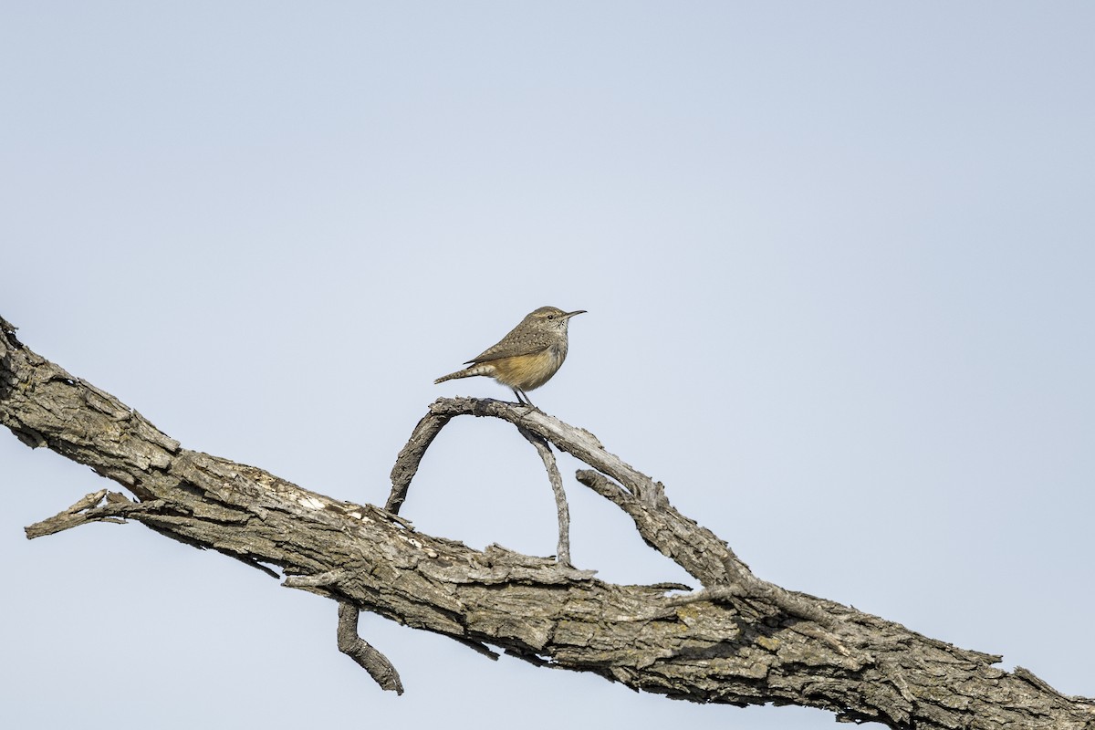 Rock Wren - ML626971692