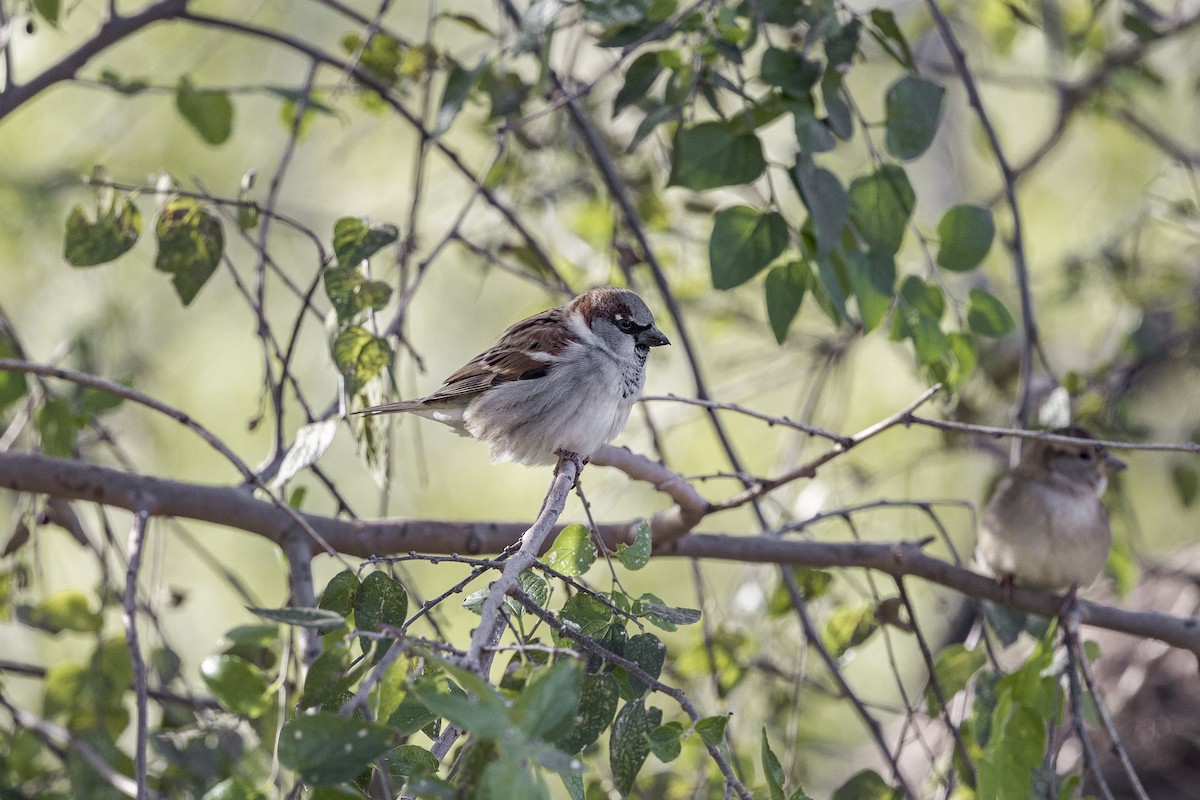 Passera oltremontana - ML626971723