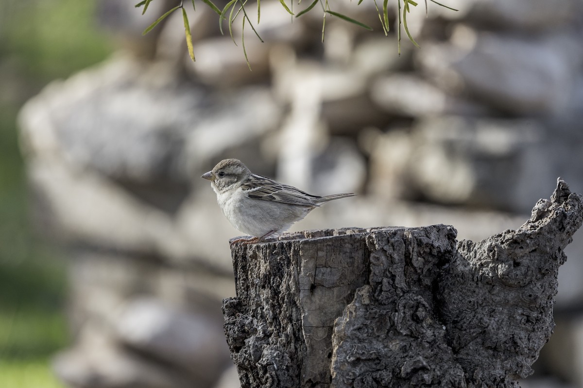 Passera oltremontana - ML626971724