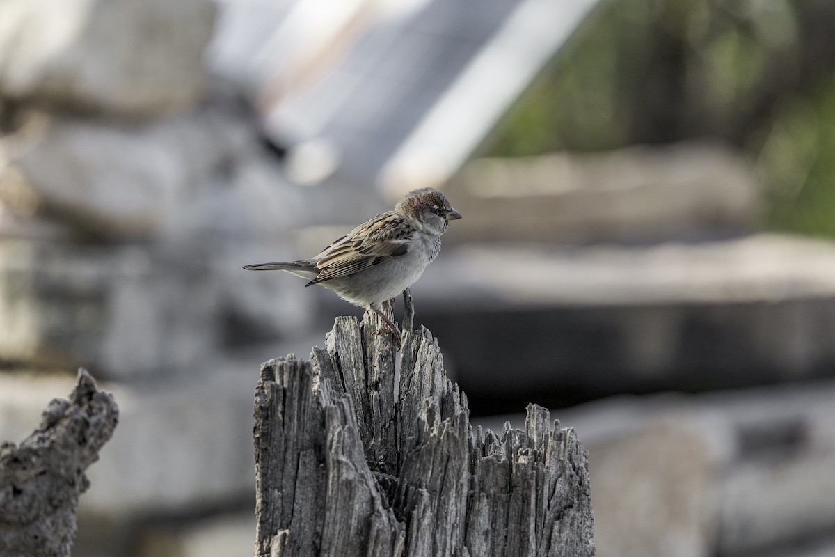 Passera oltremontana - ML626971725