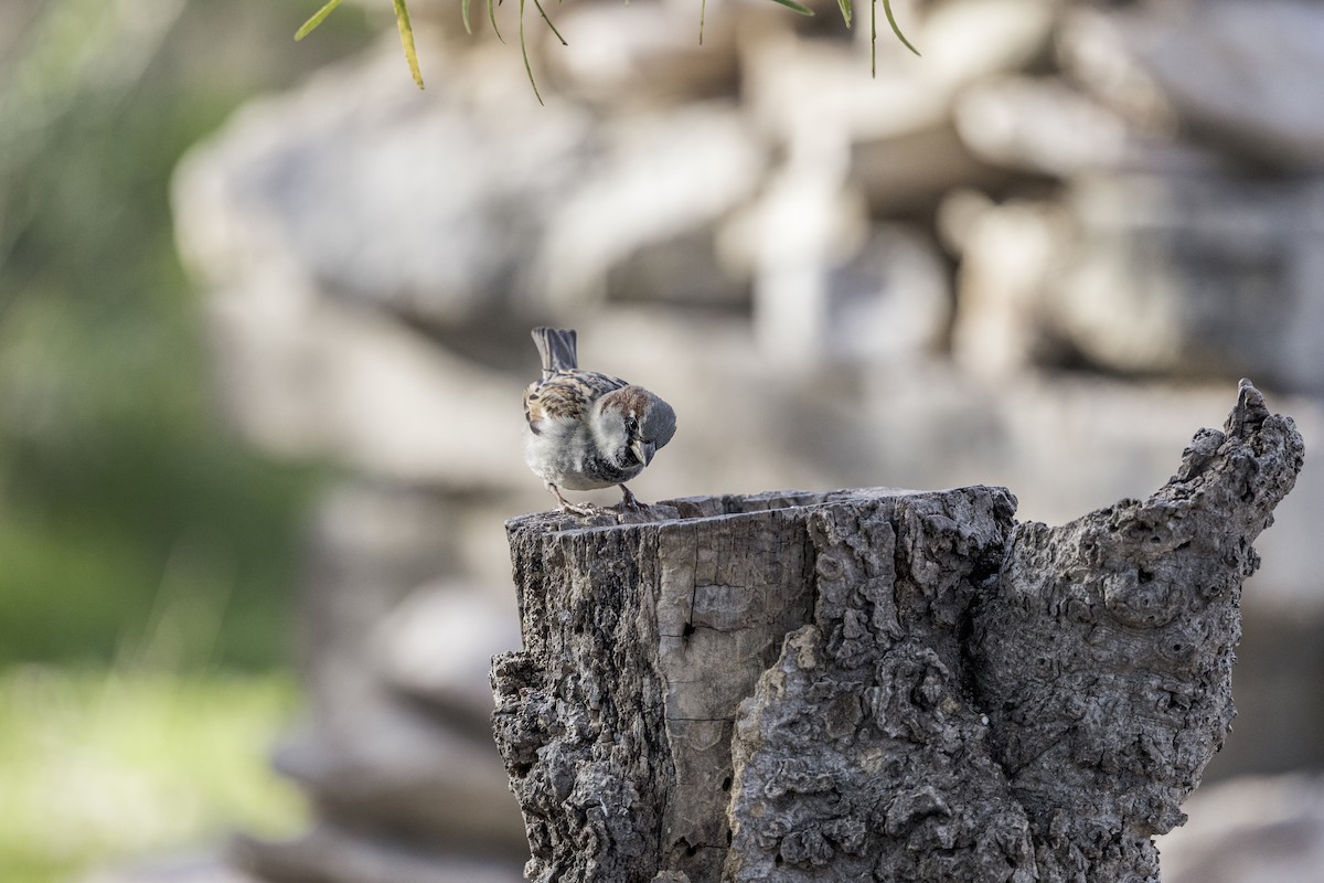 Passera oltremontana - ML626971726