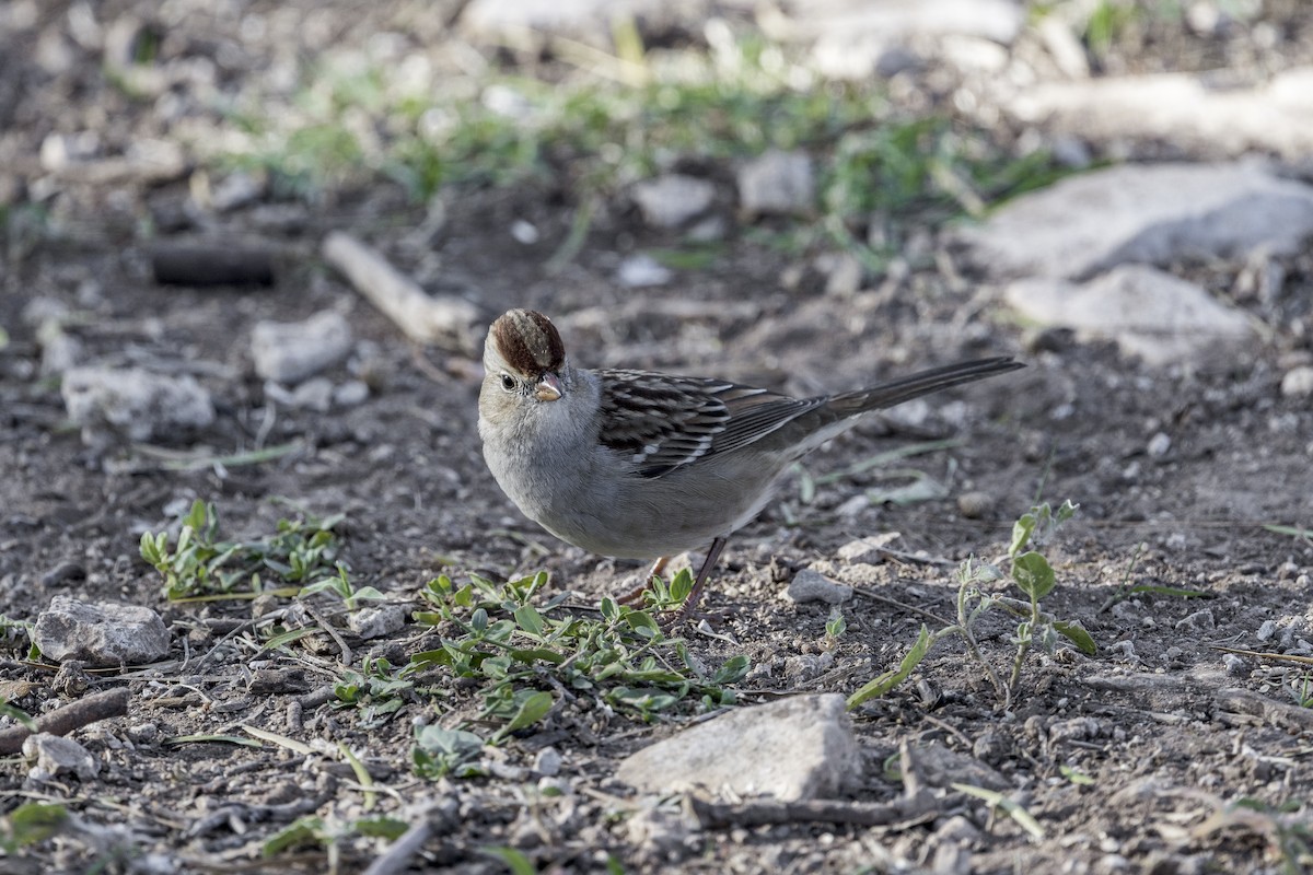White-crowned Sparrow - ML626971734