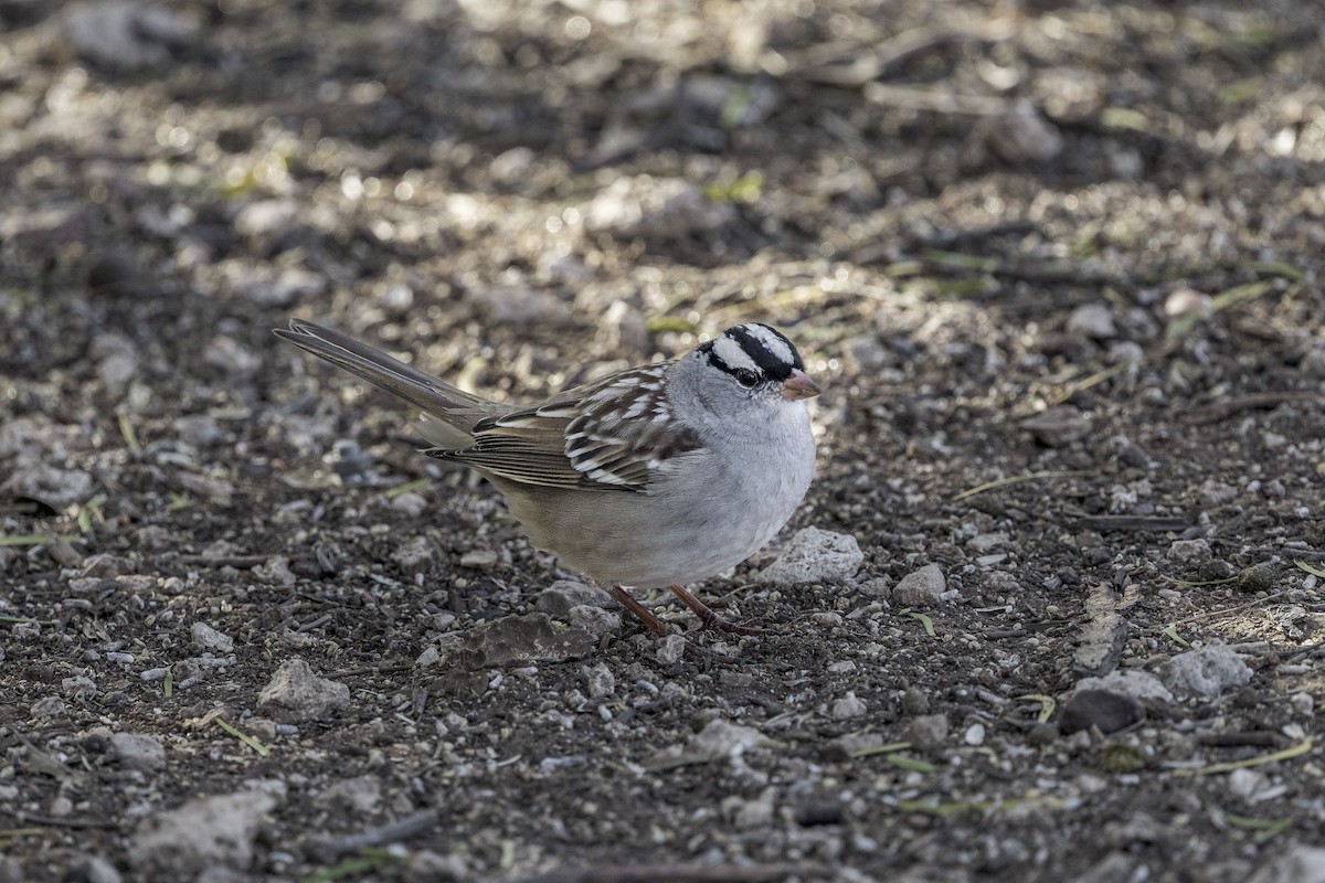 White-crowned Sparrow - ML626971743