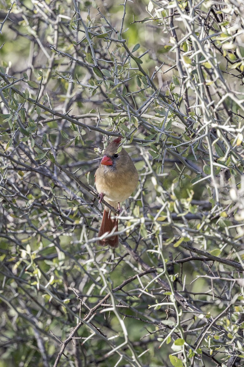 Northern Cardinal - ML626971774