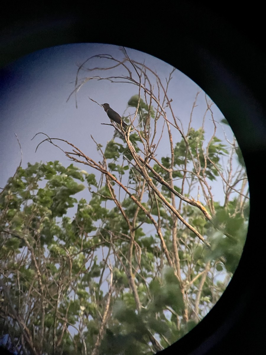 Red-chested Cuckoo - ML626971790