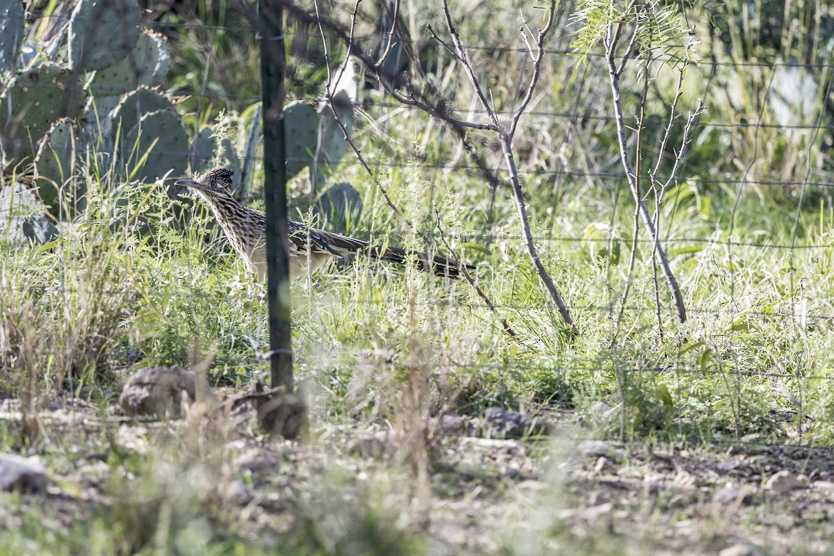 Greater Roadrunner - ML626971796