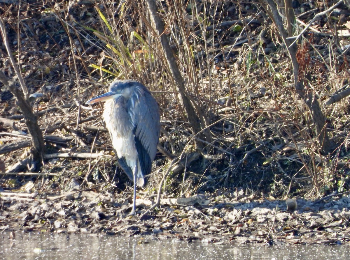 Great Blue Heron - ML626971928