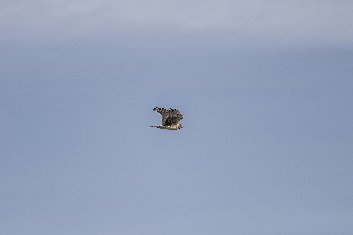 Northern Harrier - ML626971990