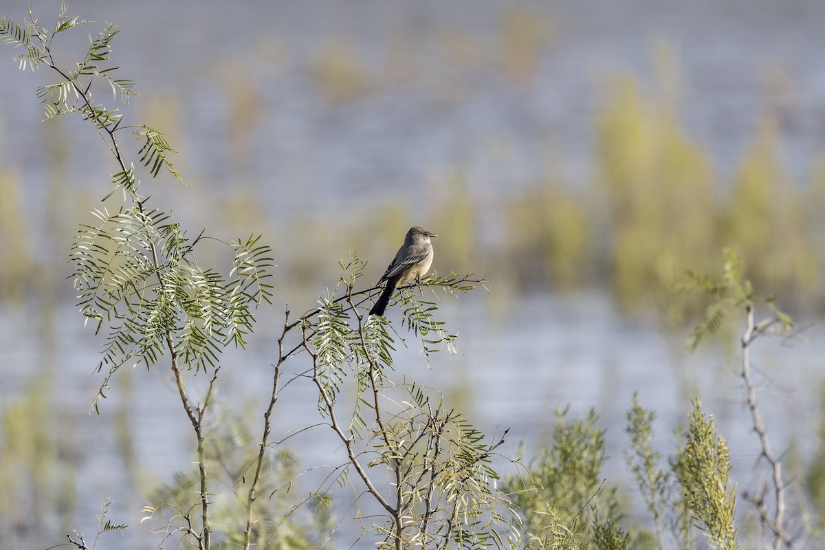 Say's Phoebe - ML626971992
