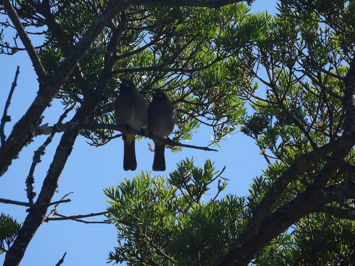 Cape Bulbul - ML626972043