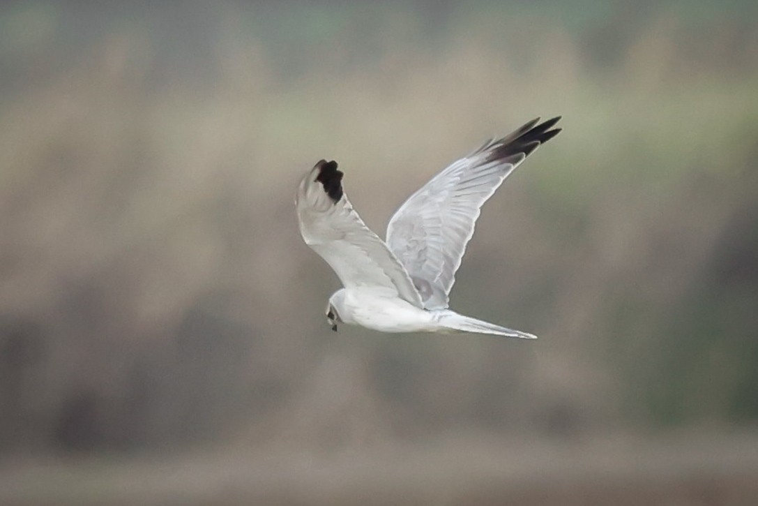 Pallid Harrier - ML626972102