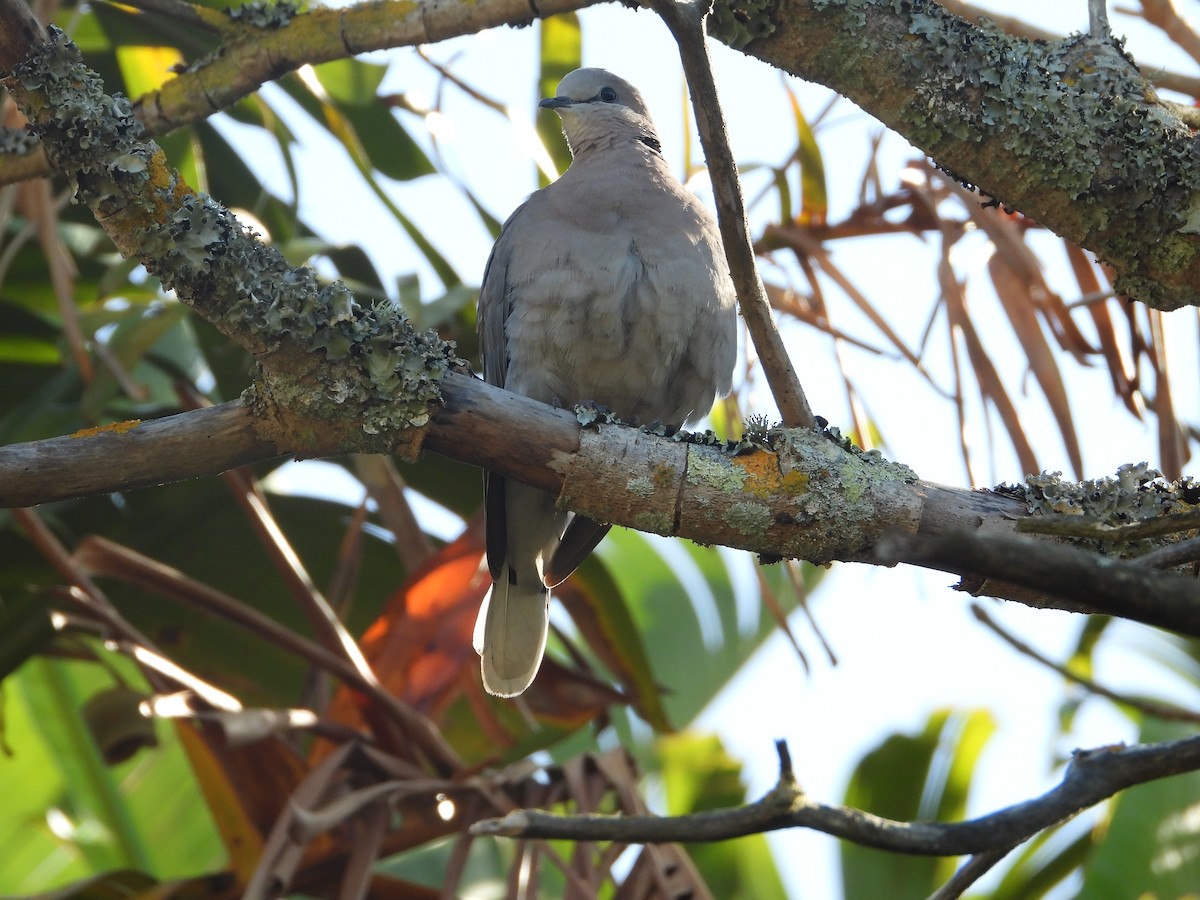 Ring-necked Dove - ML626972118