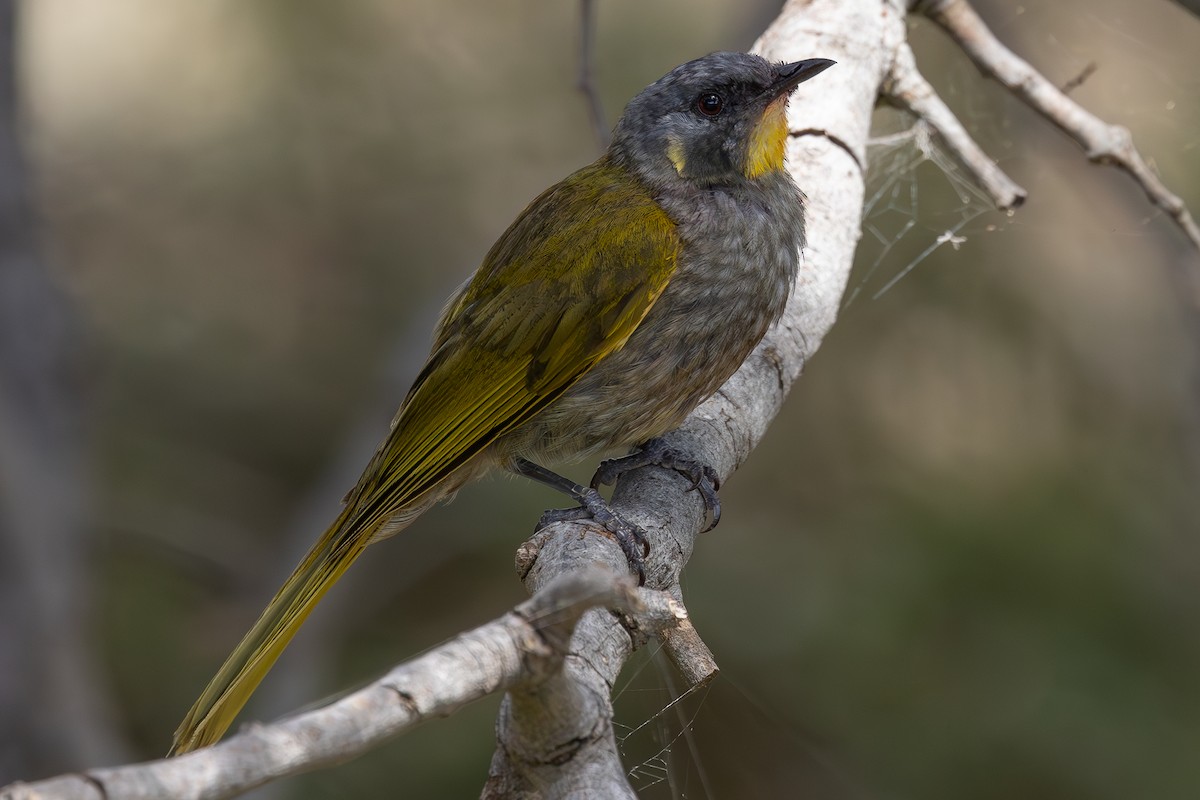 Yellow-throated Honeyeater - ML626972170