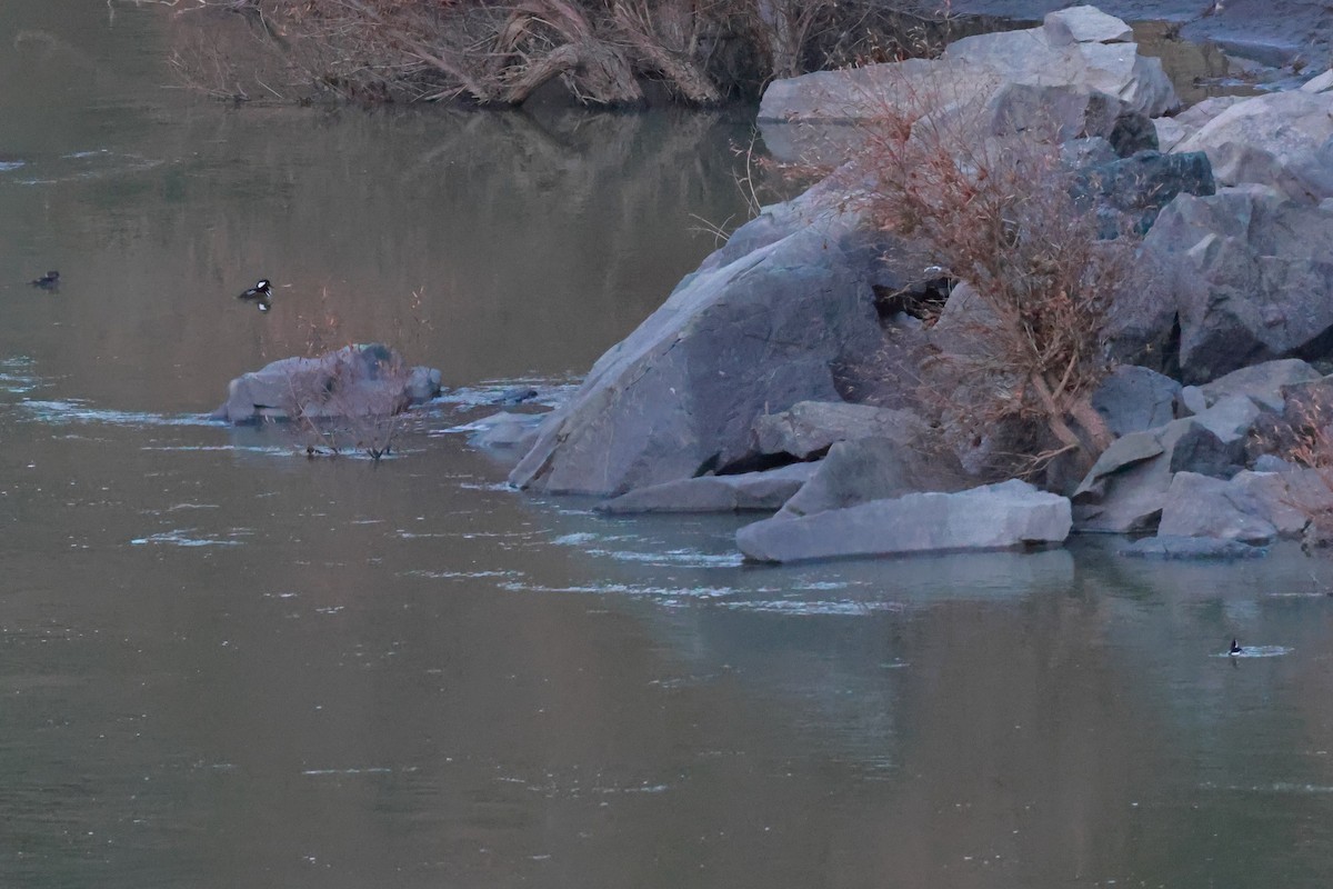 Hooded Merganser - ML626972229