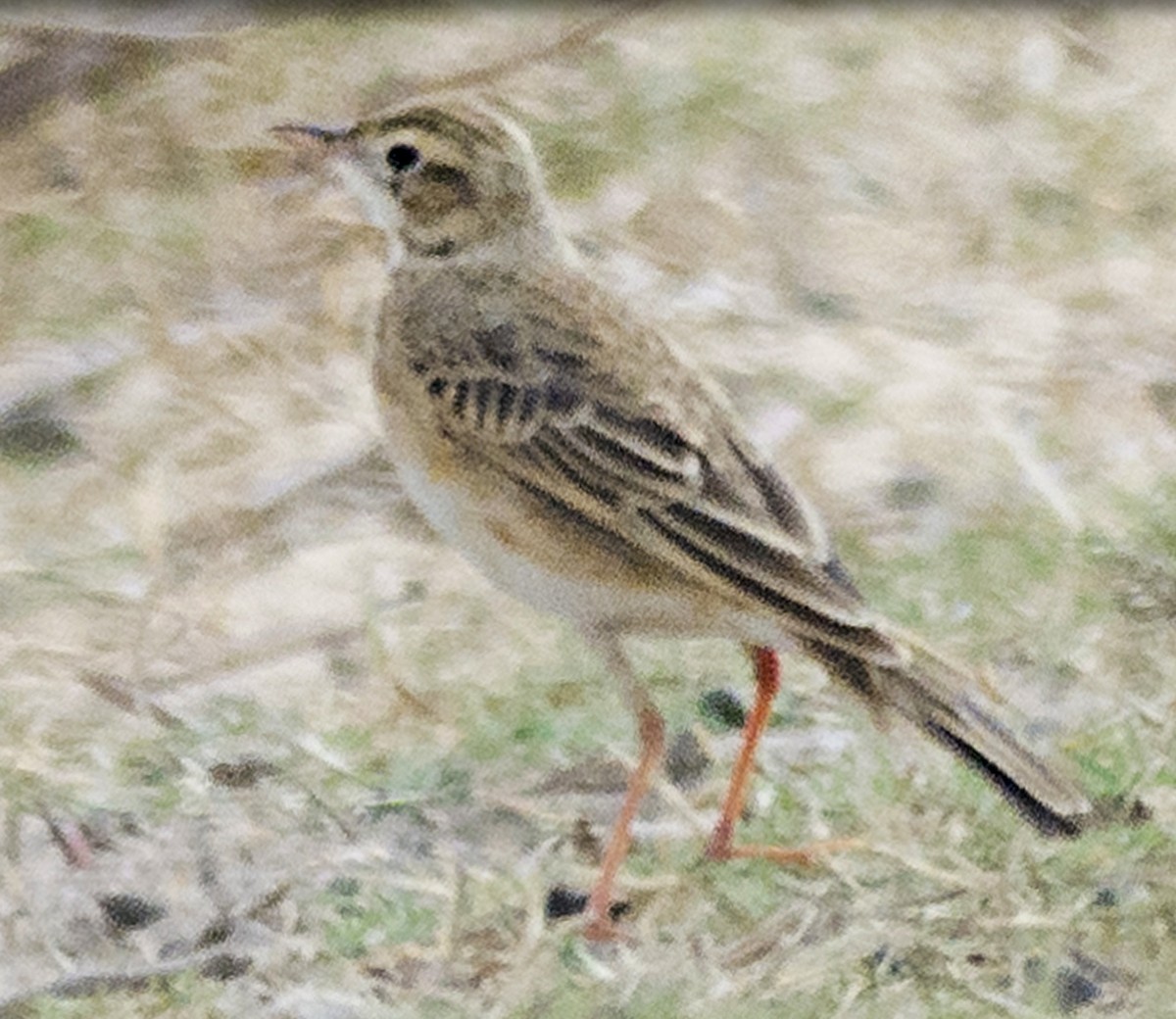 Richard's Pipit - ML626972498