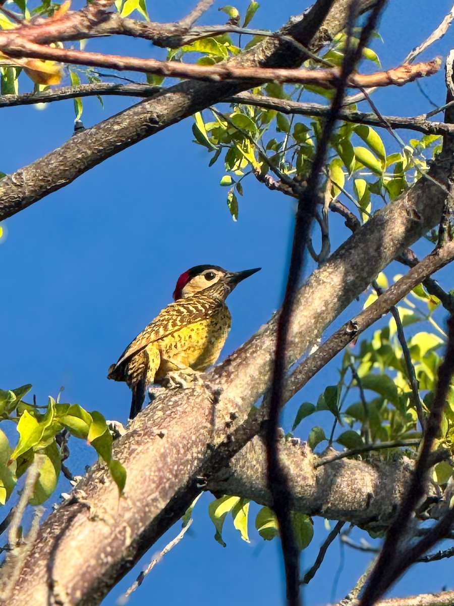 Green-barred Woodpecker - ML626972625