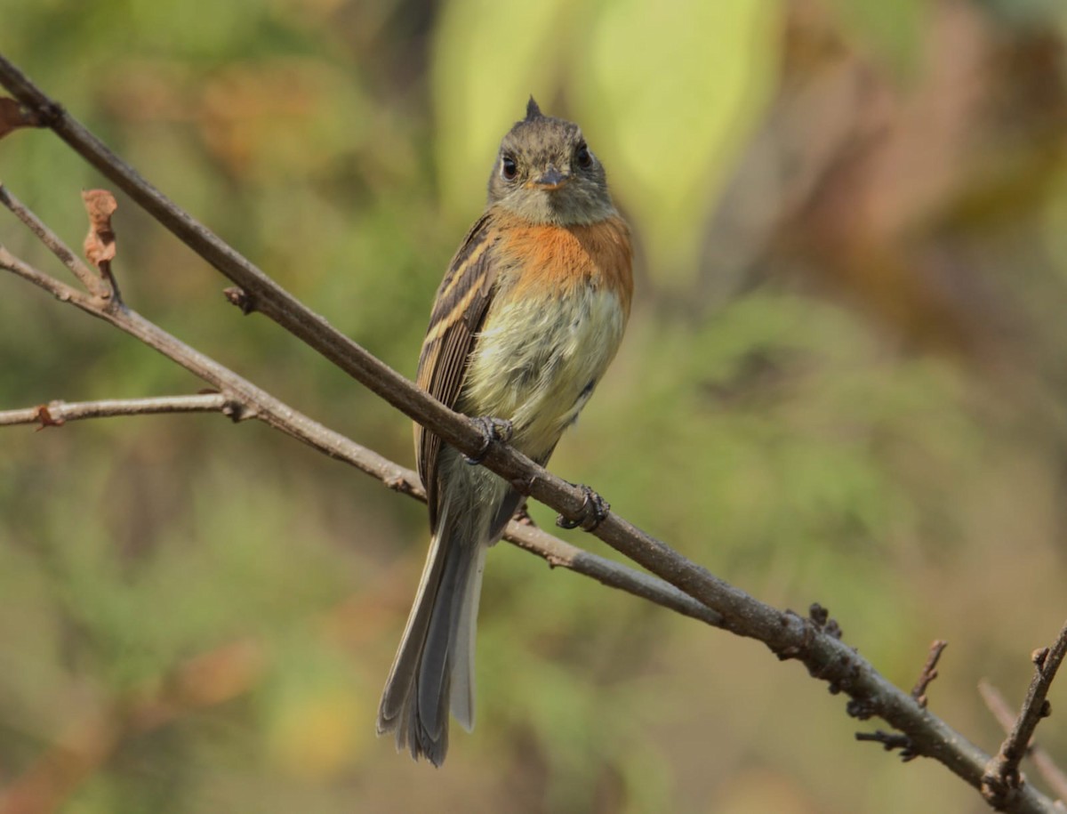 Belted Flycatcher - ML626972722