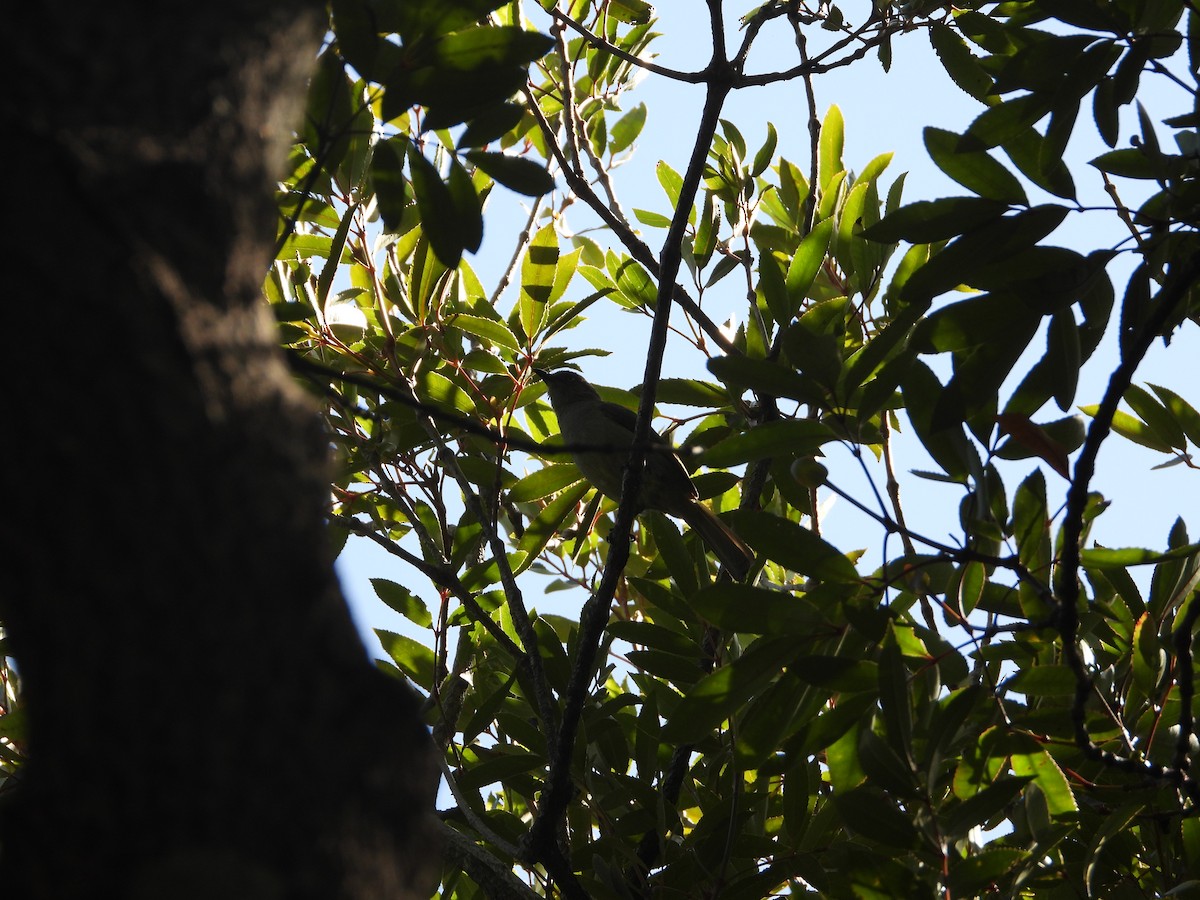 Sombre Greenbul - ML626972749