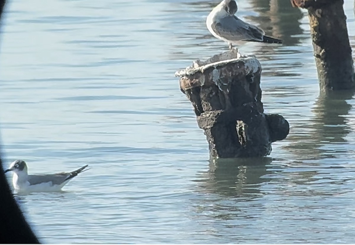 Präriemöwe - ML626972799