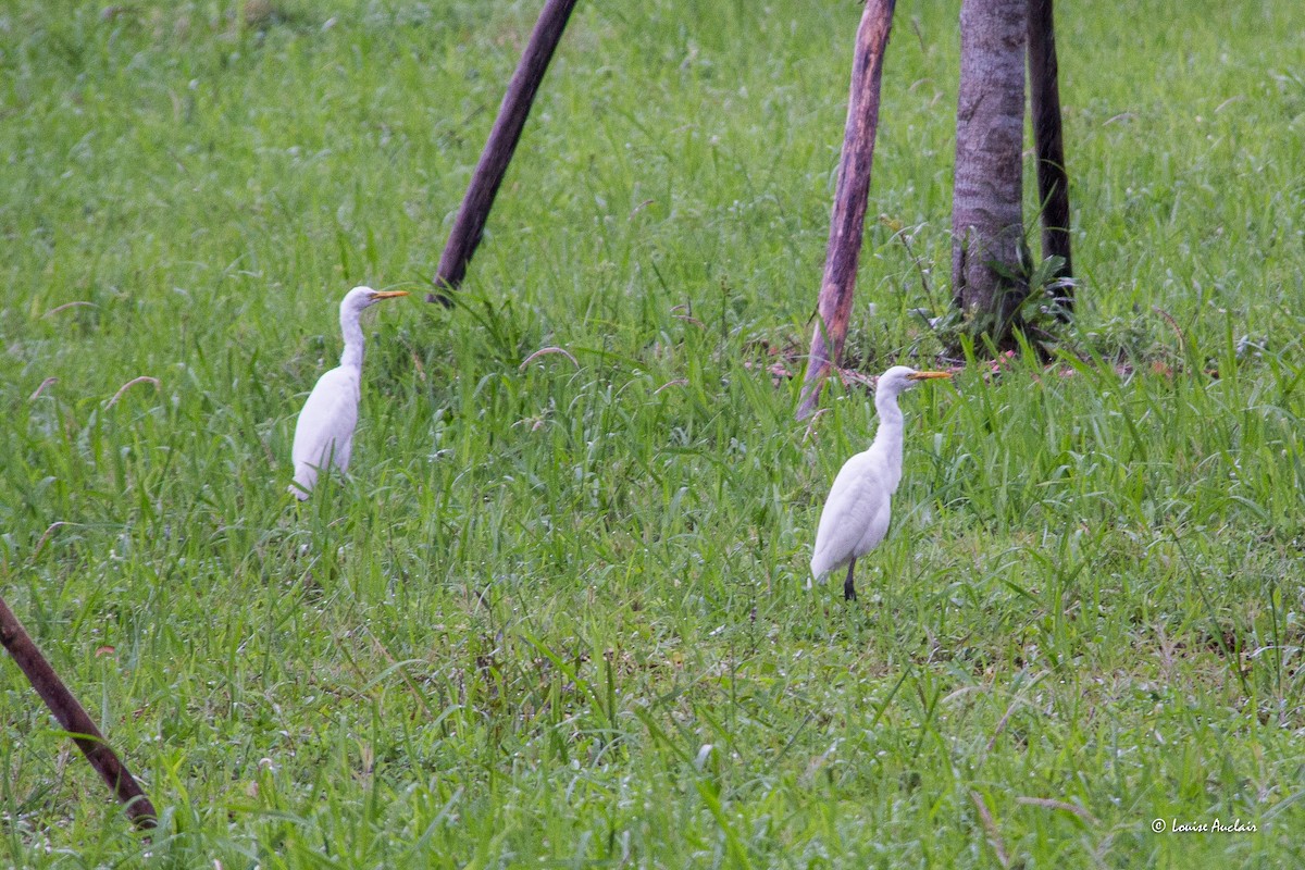 Medium Egret - ML626972819