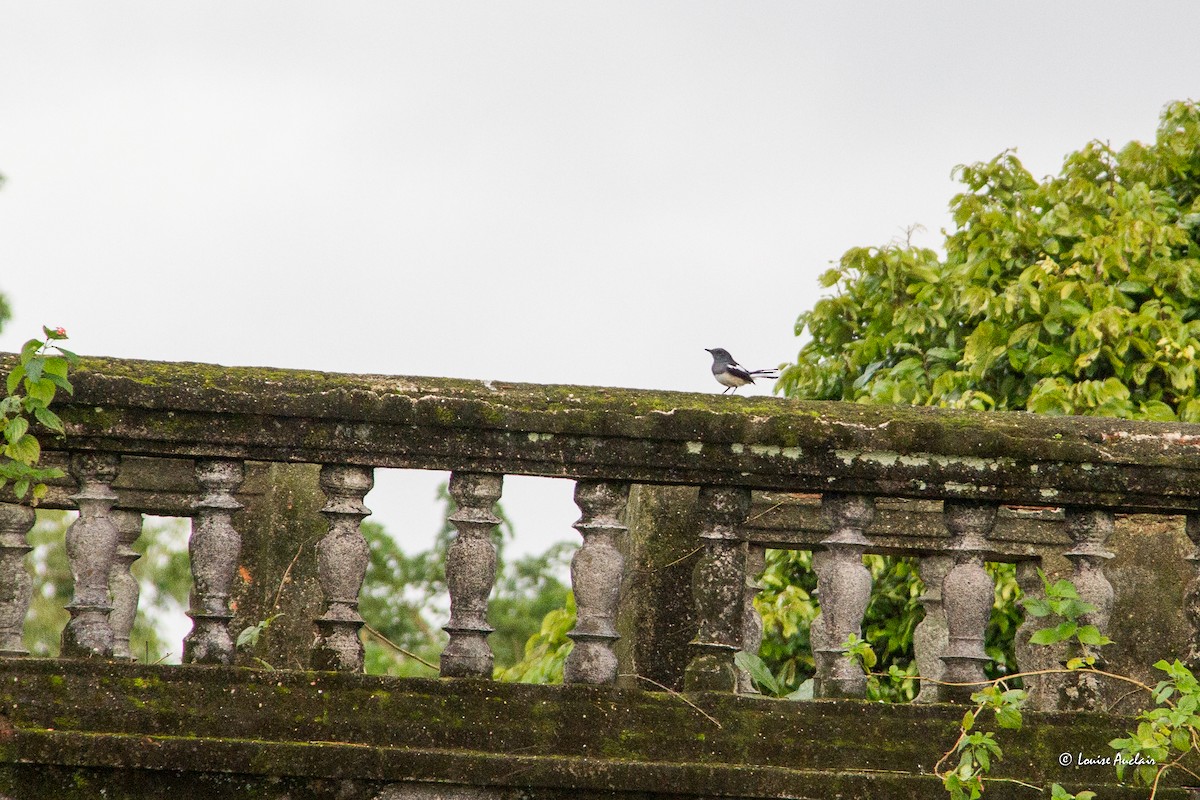 Oriental Magpie-Robin - ML626972824