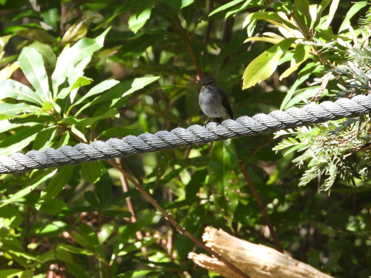 African Dusky Flycatcher - ML626972859