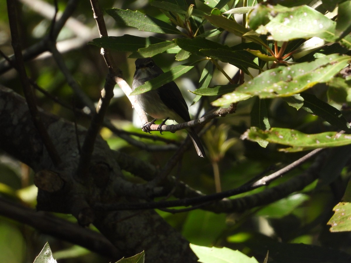 African Dusky Flycatcher - ML626972860