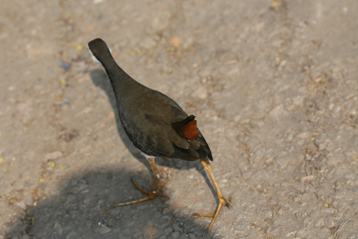 White-breasted Waterhen - ML626972917