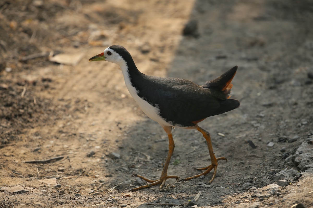 White-breasted Waterhen - ML626972920