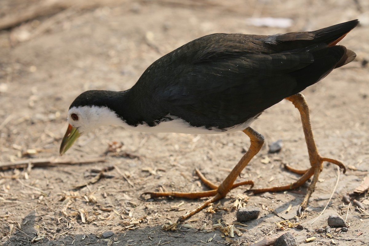 White-breasted Waterhen - ML626972921