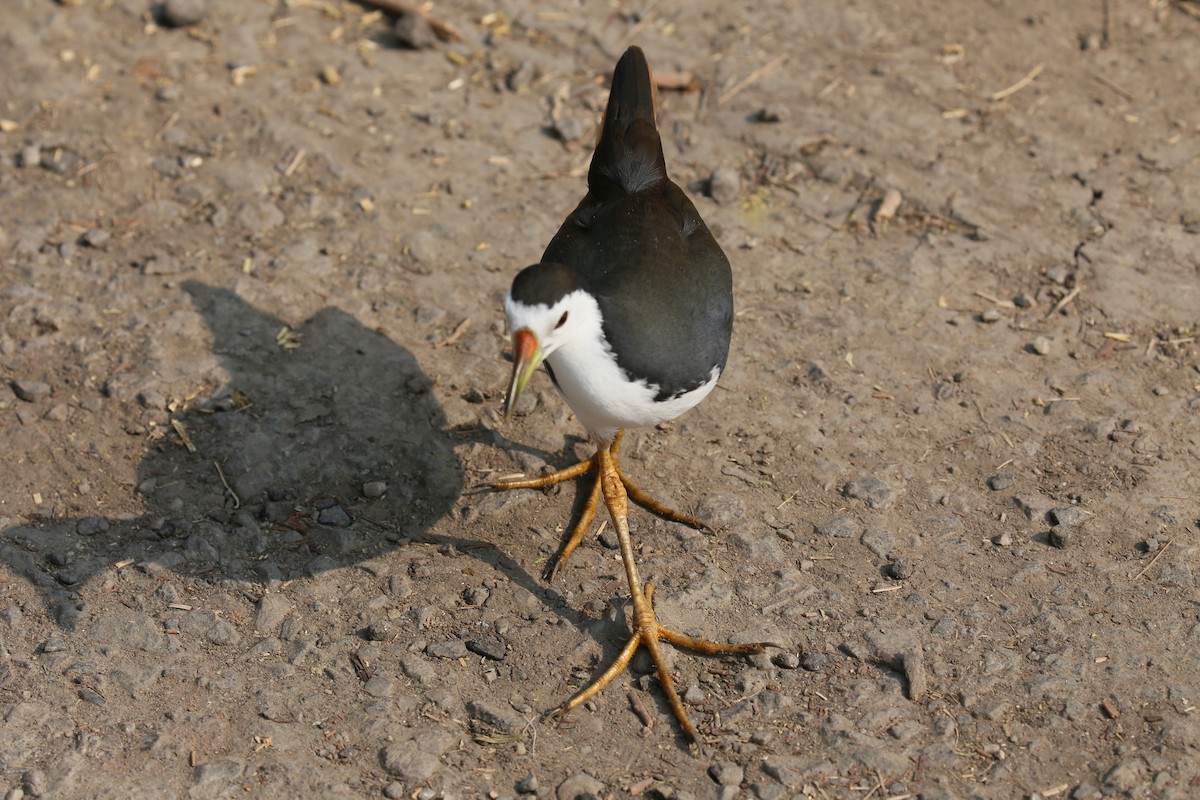 White-breasted Waterhen - ML626972922