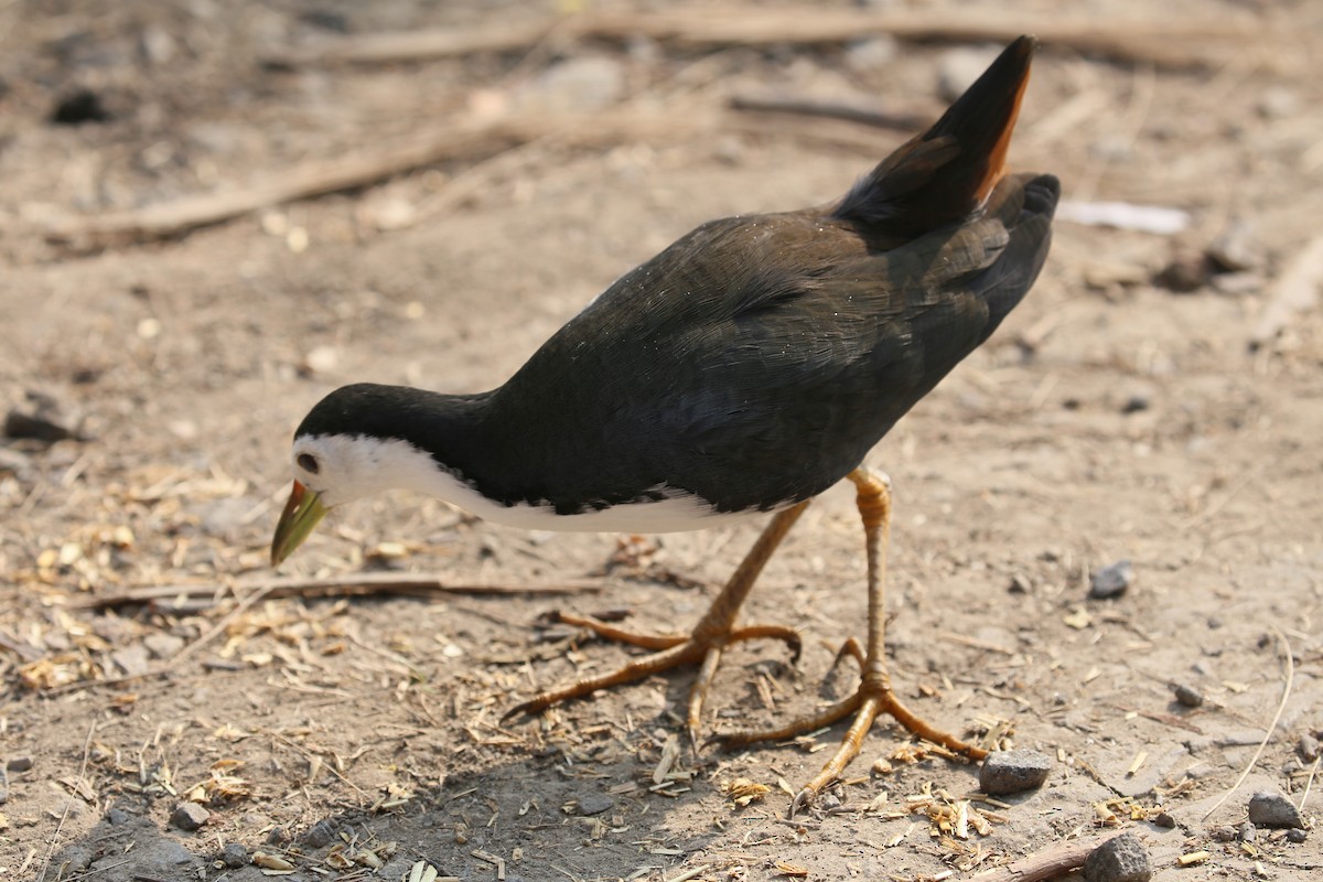 White-breasted Waterhen - ML626972923