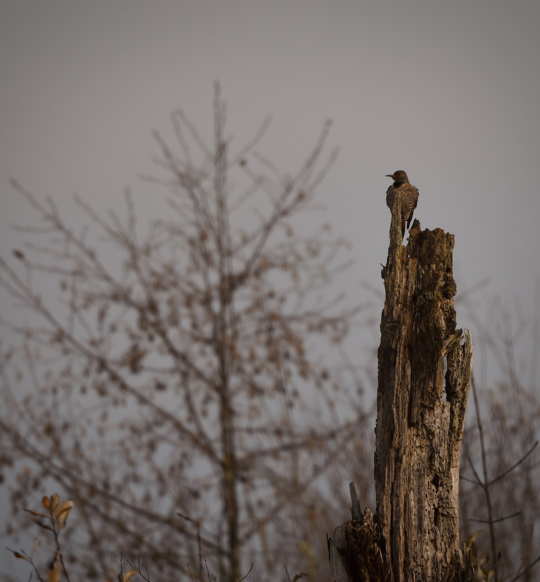 Northern Flicker - ML626972977