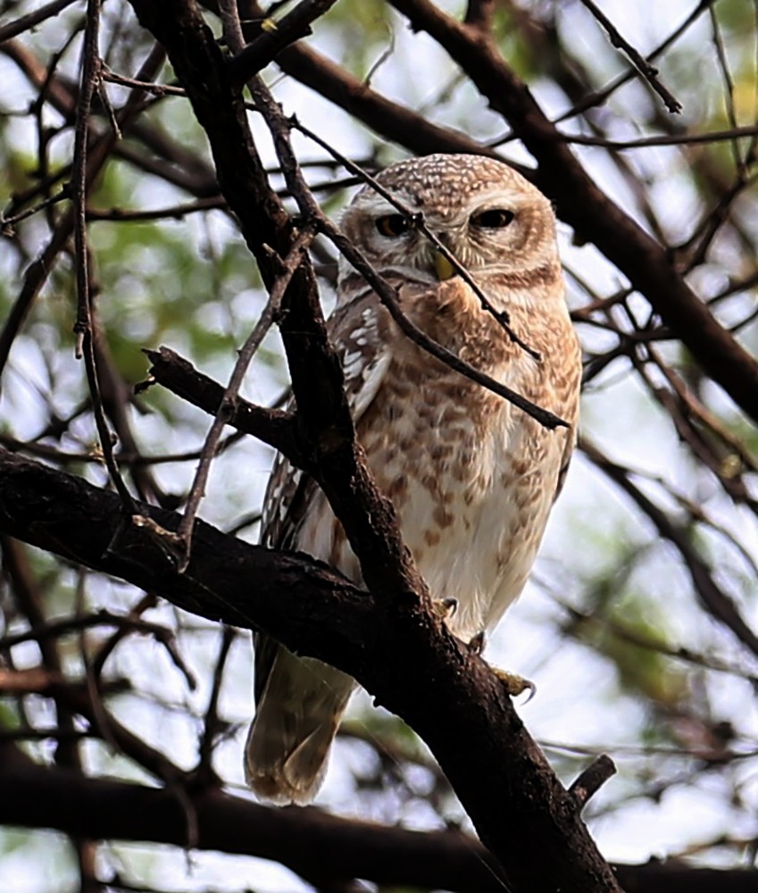 Spotted Owlet - ML626972988
