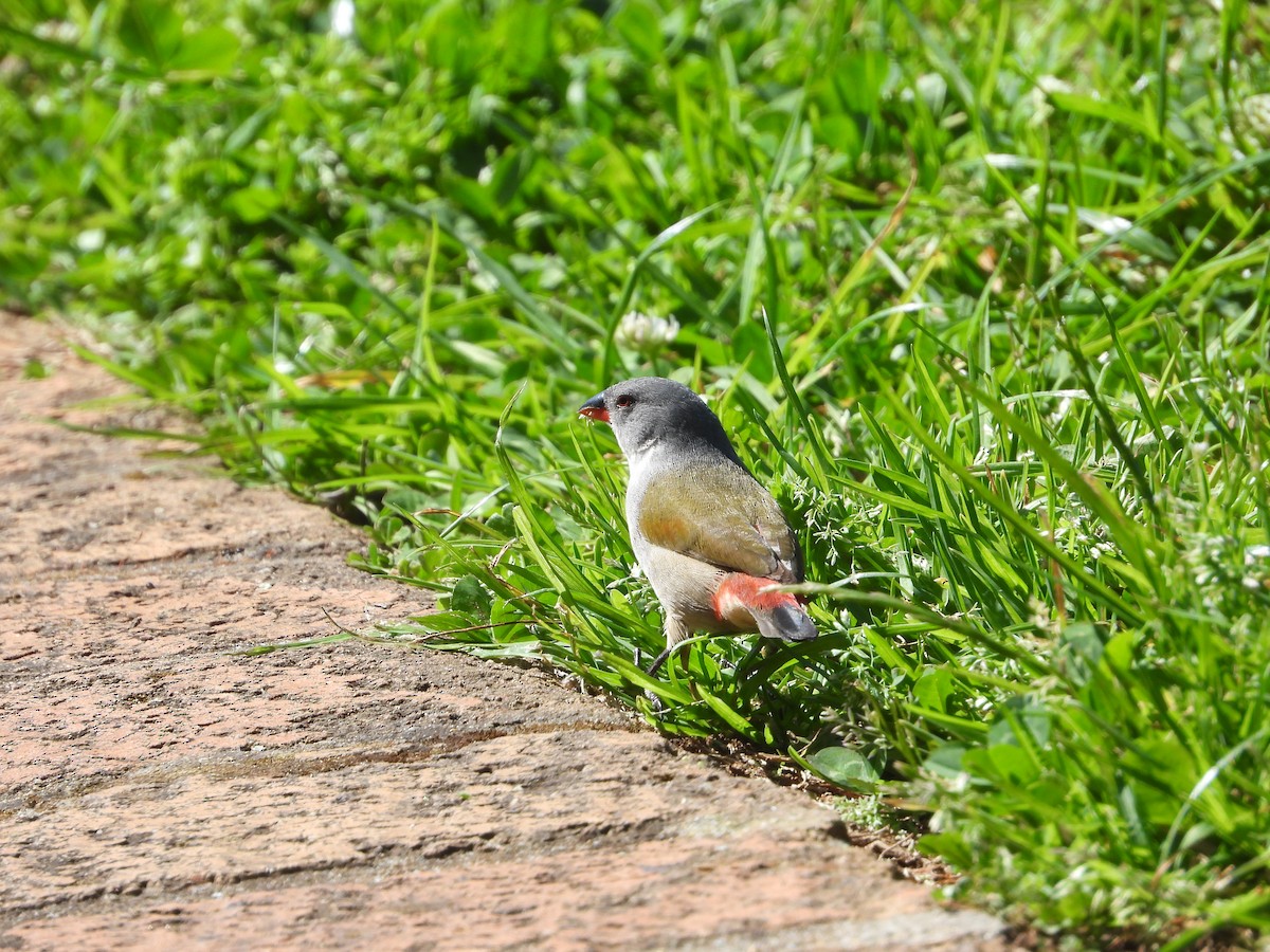 Swee Waxbill - ML626973060