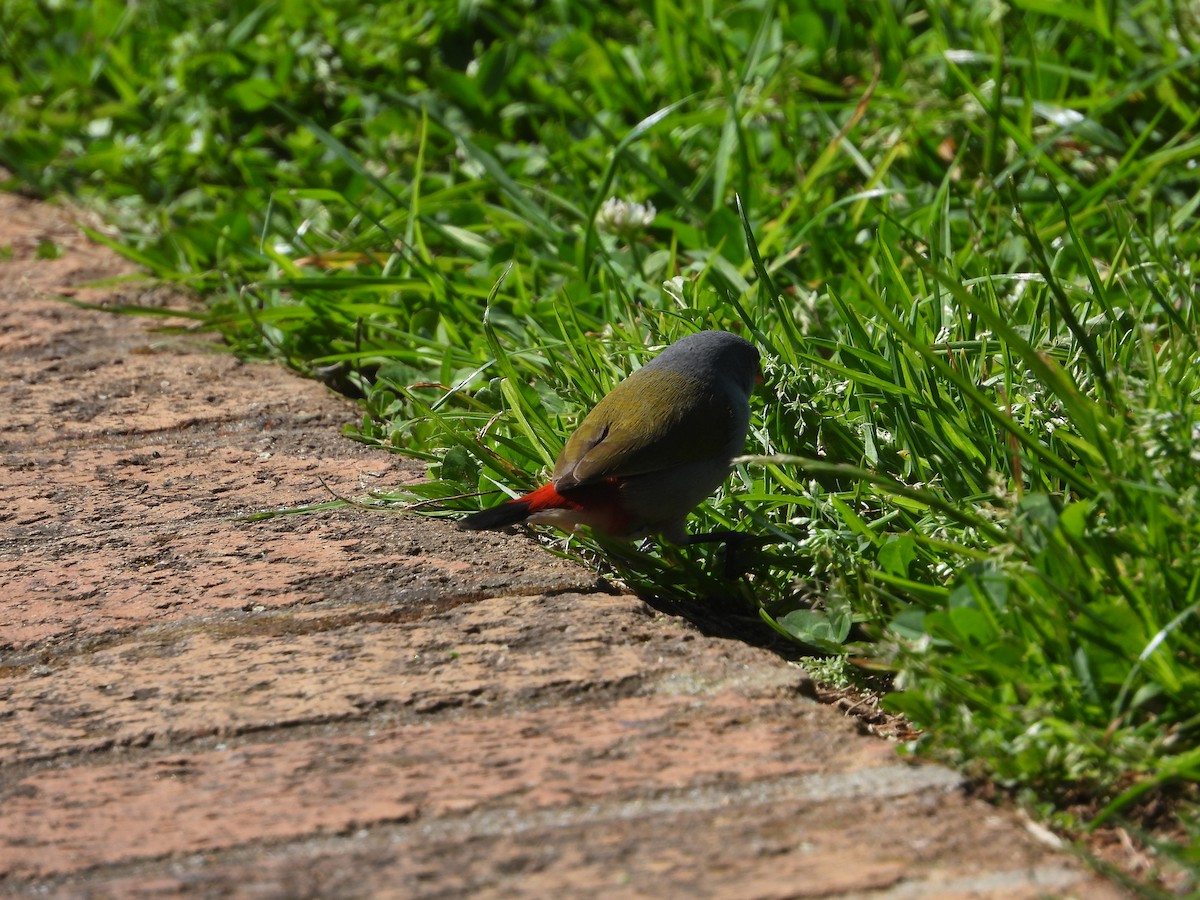 Swee Waxbill - ML626973062