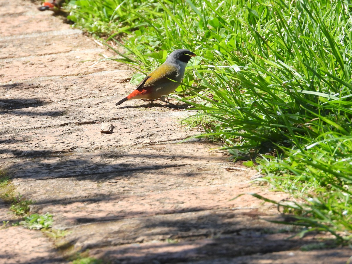 Swee Waxbill - ML626973063