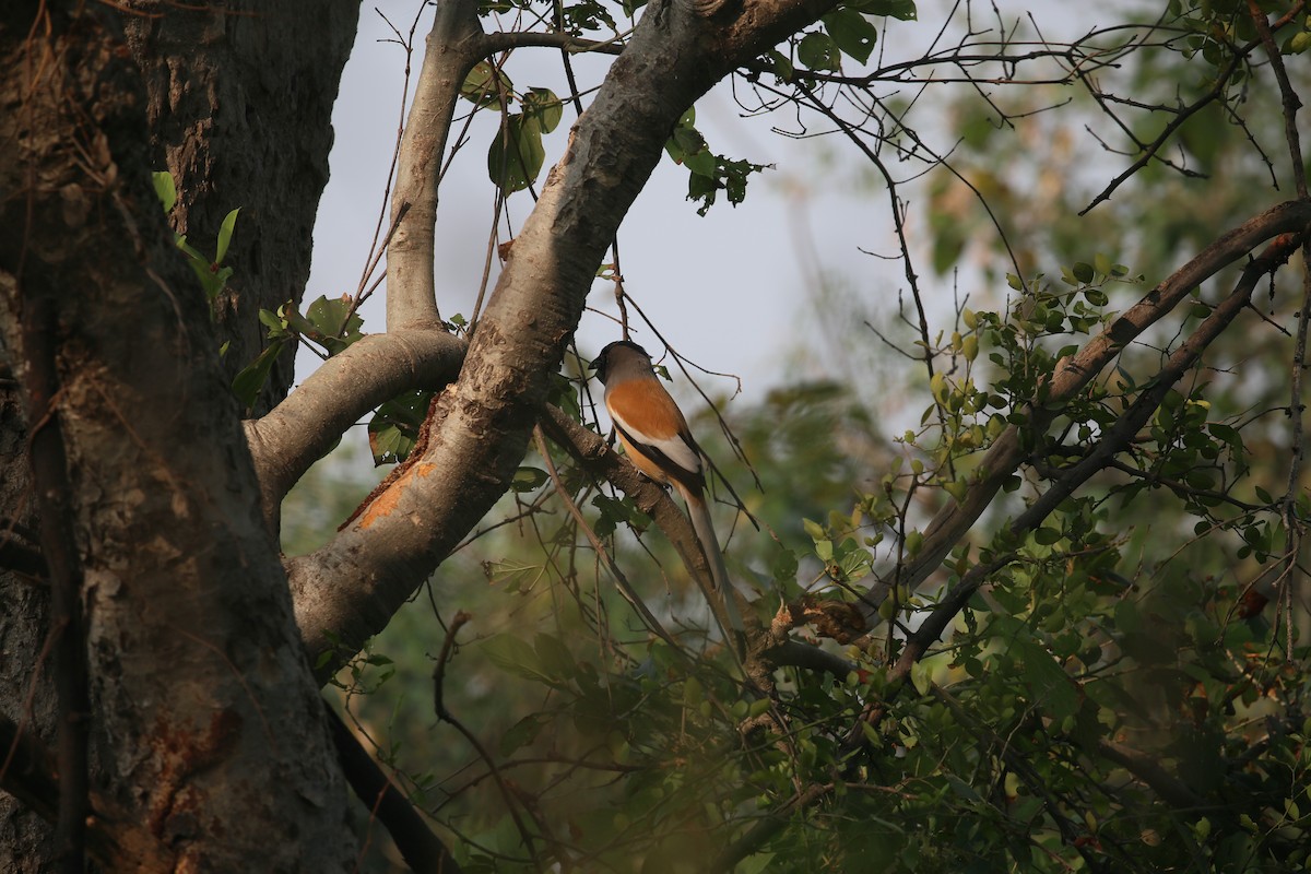 Rufous Treepie - ML626973084