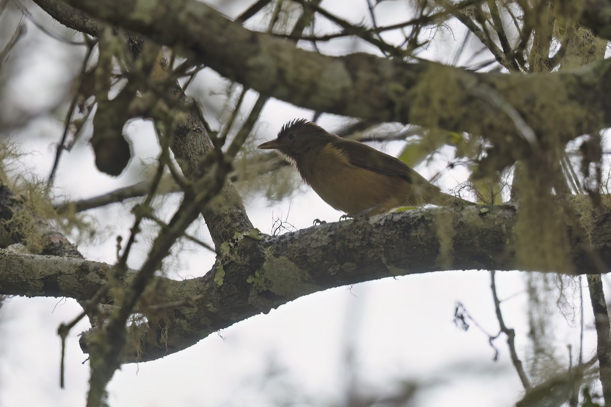 Arafura Shrikethrush - ML626973116